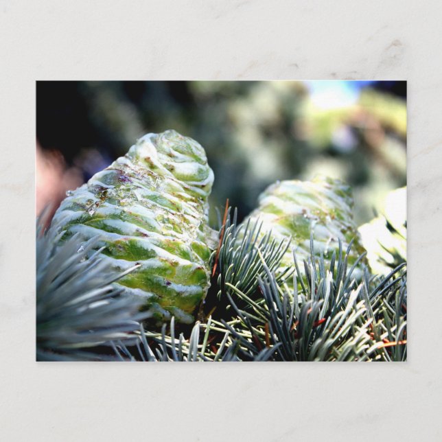 Postal Fir Cone (Anverso)