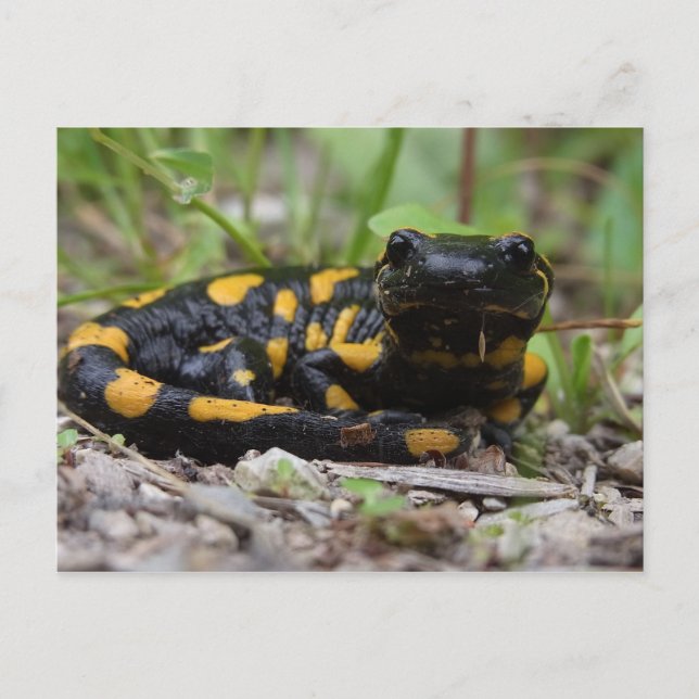 Postal Fire Salamander (Anverso)