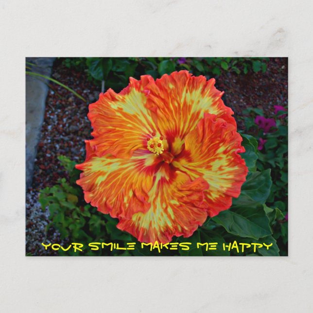 Postal Firecracker Fiesta Hibiscus (Anverso)