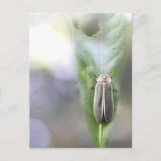 Postal Firefly - Photuris Pyralis