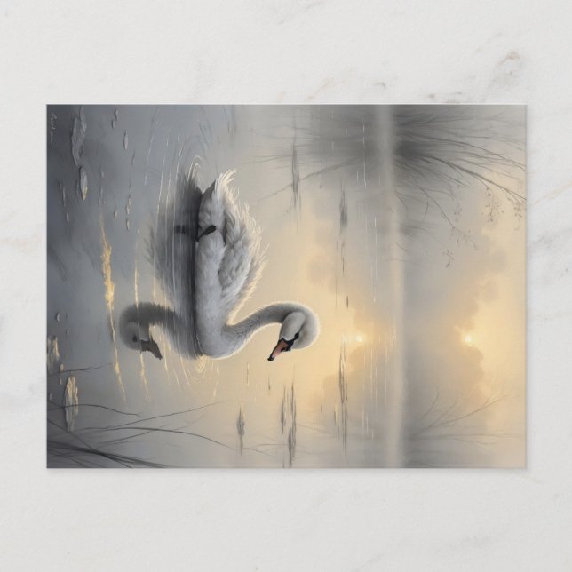 Postal First Light Kin Swan Postcard (Anverso)