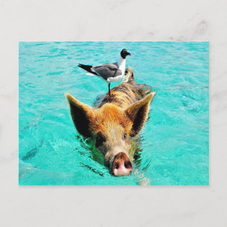 Postal Fis de la gaviota del cerdo de la natación de la