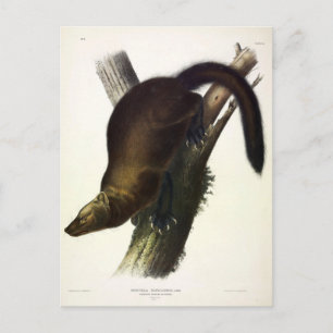 Postal Fisher (Marten de Pennant o Pescador de Gatos) de 