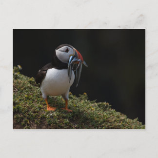 Postal Fisher Puffin