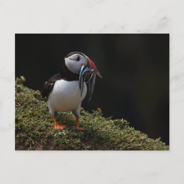 Postal Fisher Puffin (Anverso)