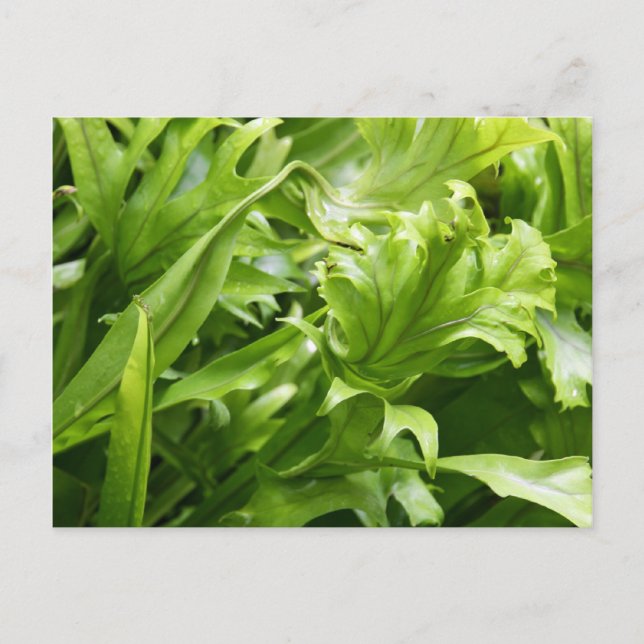 Postal Fishtail Fern Postcard (Anverso)