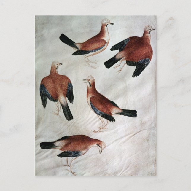 Postal Five Jays, del álbum Vallardi (Anverso)