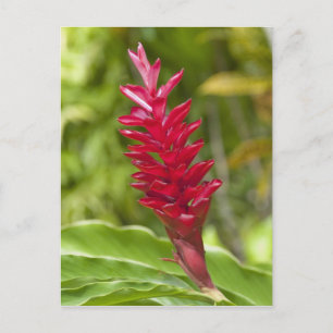 Postal Fiyi, isla de Viti Levu. Flor.