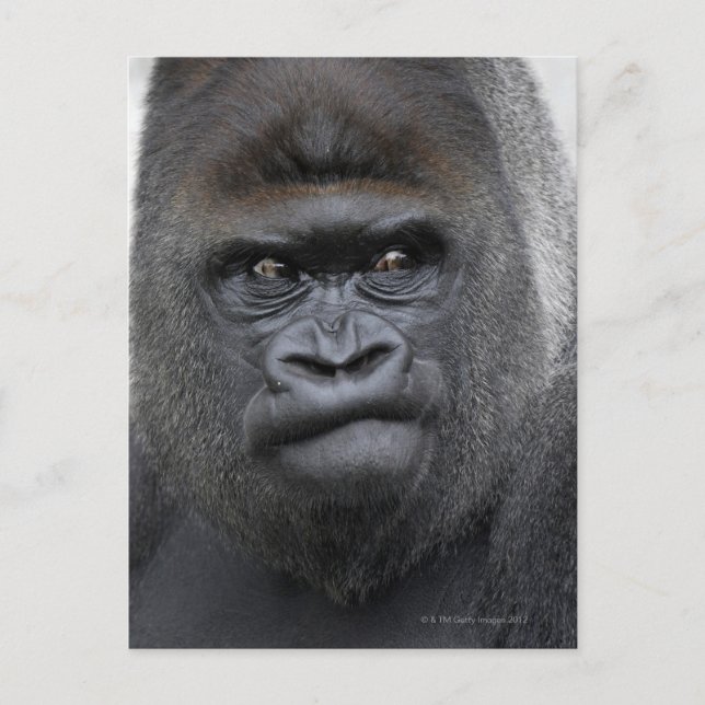 Postal Flachlandgorilla, Gorila Gorila, (Anverso)