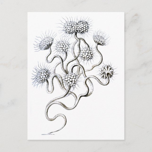 Postal Flagellata, Bella Artes Ernst Haeckel (Anverso)
