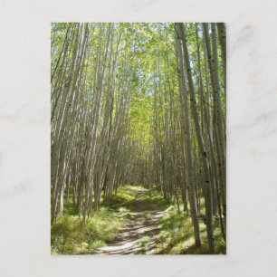 Postal Flagstaff aspen