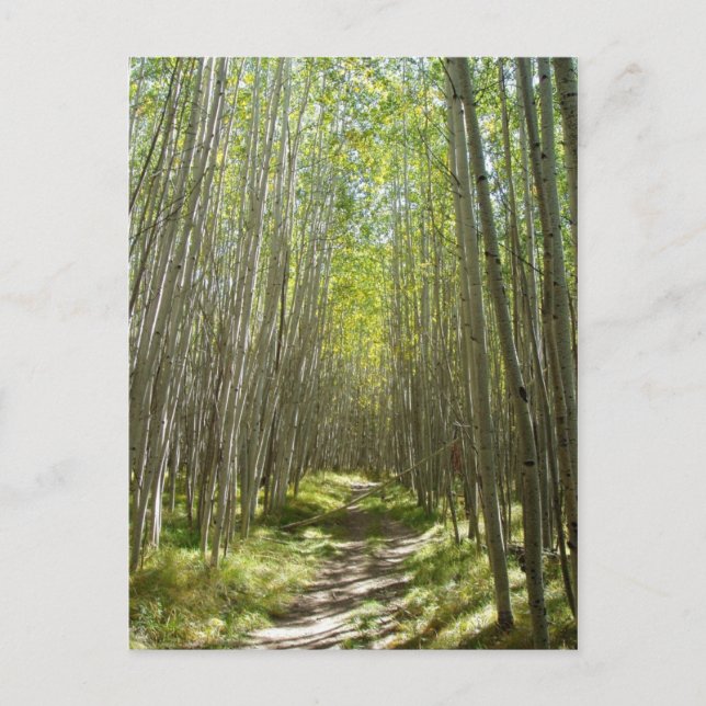 Postal Flagstaff aspen (Anverso)