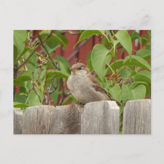 Postal flagstaff, zona de sparrow field, Arizona (Anverso)