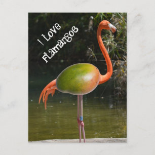 Postal Flamango