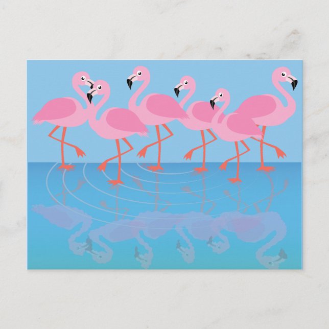 Postal Flamboyancia de flamencos (Anverso)