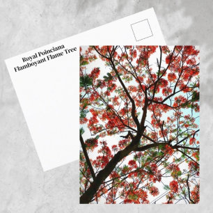 Postal Flamboyante foto del árbol de llamas real de la po