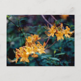 Postal Flame Azalea Postcard