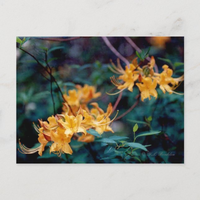 Postal Flame Azalea Postcard (Anverso)