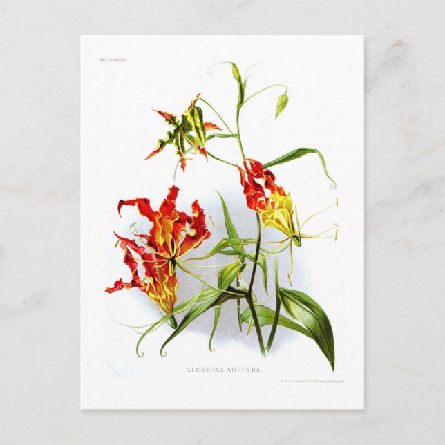 Postal Flame lily (Gloriosa superba) (Anverso)