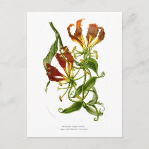 Postal Flame lily (Gloriosa superba)