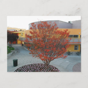 Postal Flame Tree Yerba Buena