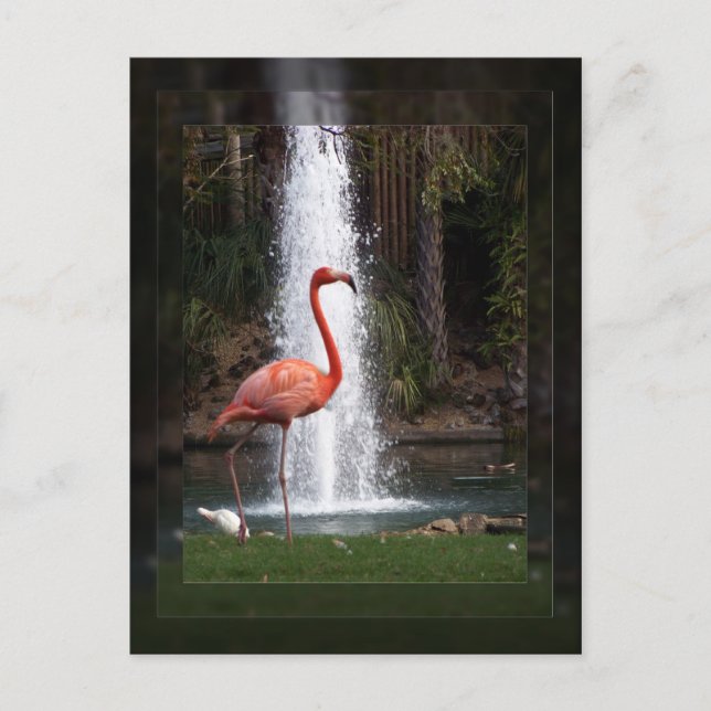 Postal Flamenco (Anverso)