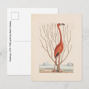 Postal Flamenco (1731-1743) impresión de Mark Catesby