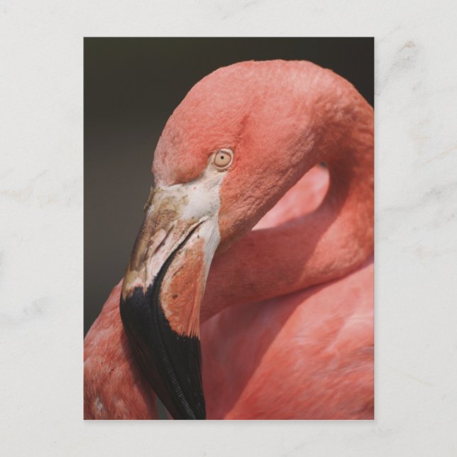 Postal Flamenco chileno, Phoenicopterus chilensis (Anverso)