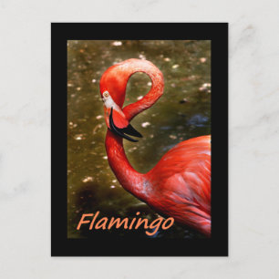 Postal Flamenco con texto rosa "flamenco"