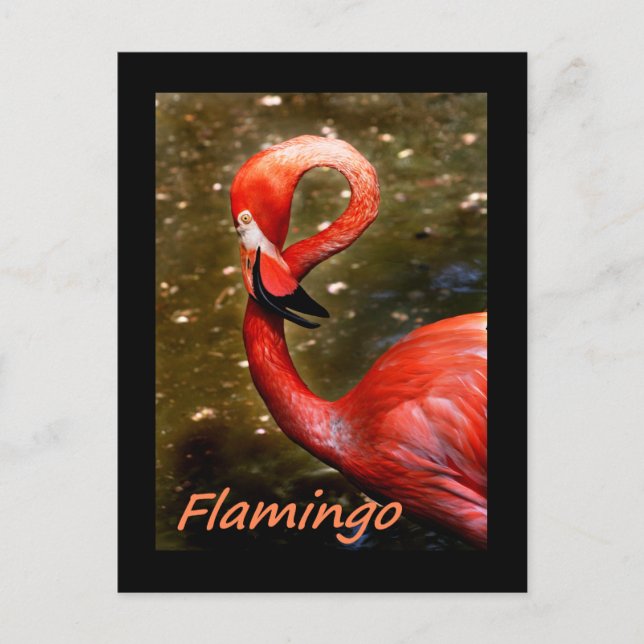 Postal Flamenco con texto rosa "flamenco" (Anverso)