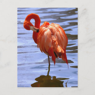 Postal Flamenco en una pierna en el agua