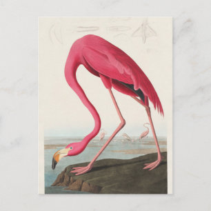 Postal Flamenco rosa de Birds of America (1827) 