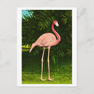 Postal Flamenco rosado hermosamente