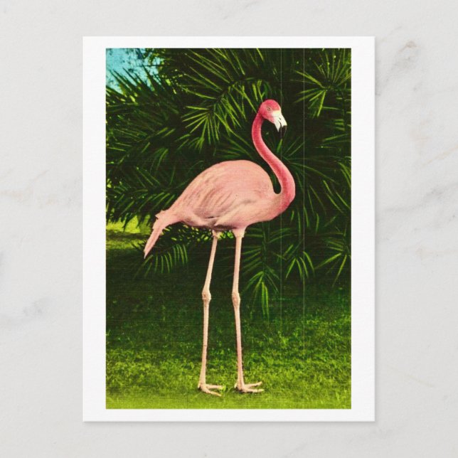 Postal Flamenco rosado hermosamente (Anverso)
