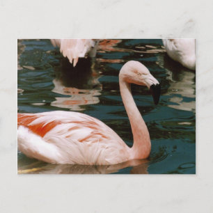 Postal Flamencos