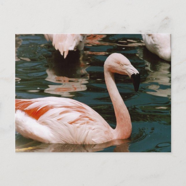 Postal Flamencos (Anverso)