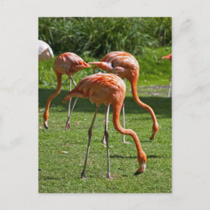 Postal Flamencos