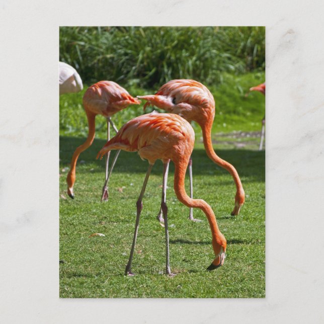 Postal Flamencos (Anverso)