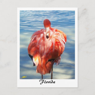 Postal Flamencos