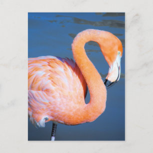 Postal Flamencos