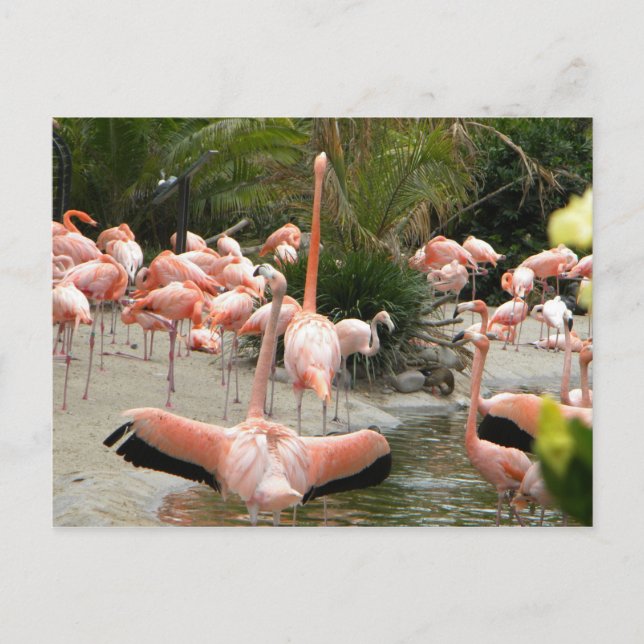 Postal Flamencos (Anverso)