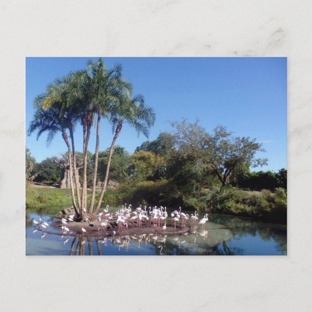 Postal Flamencos (Anverso)