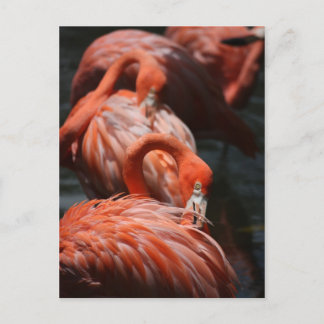 Postal Flamencos