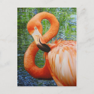 POSTAL FLAMENCOS