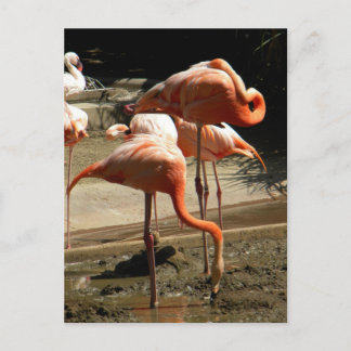 Postal Flamencos 2