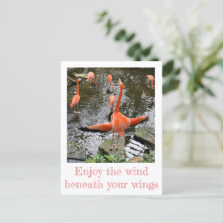 Postal Flamencos | Avión nacional