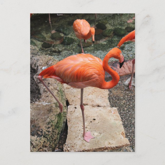 Postal Flamencos caribeños # 3 (Anverso)