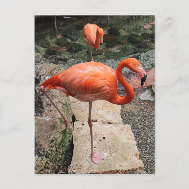 Postal Flamencos caribeños # 4 (Anverso)