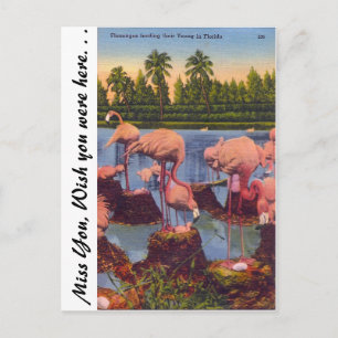 Postal Flamencos de Florida