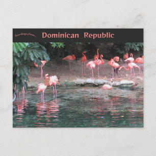 Postal Flamencos en Santo Domingo República Dominicana 